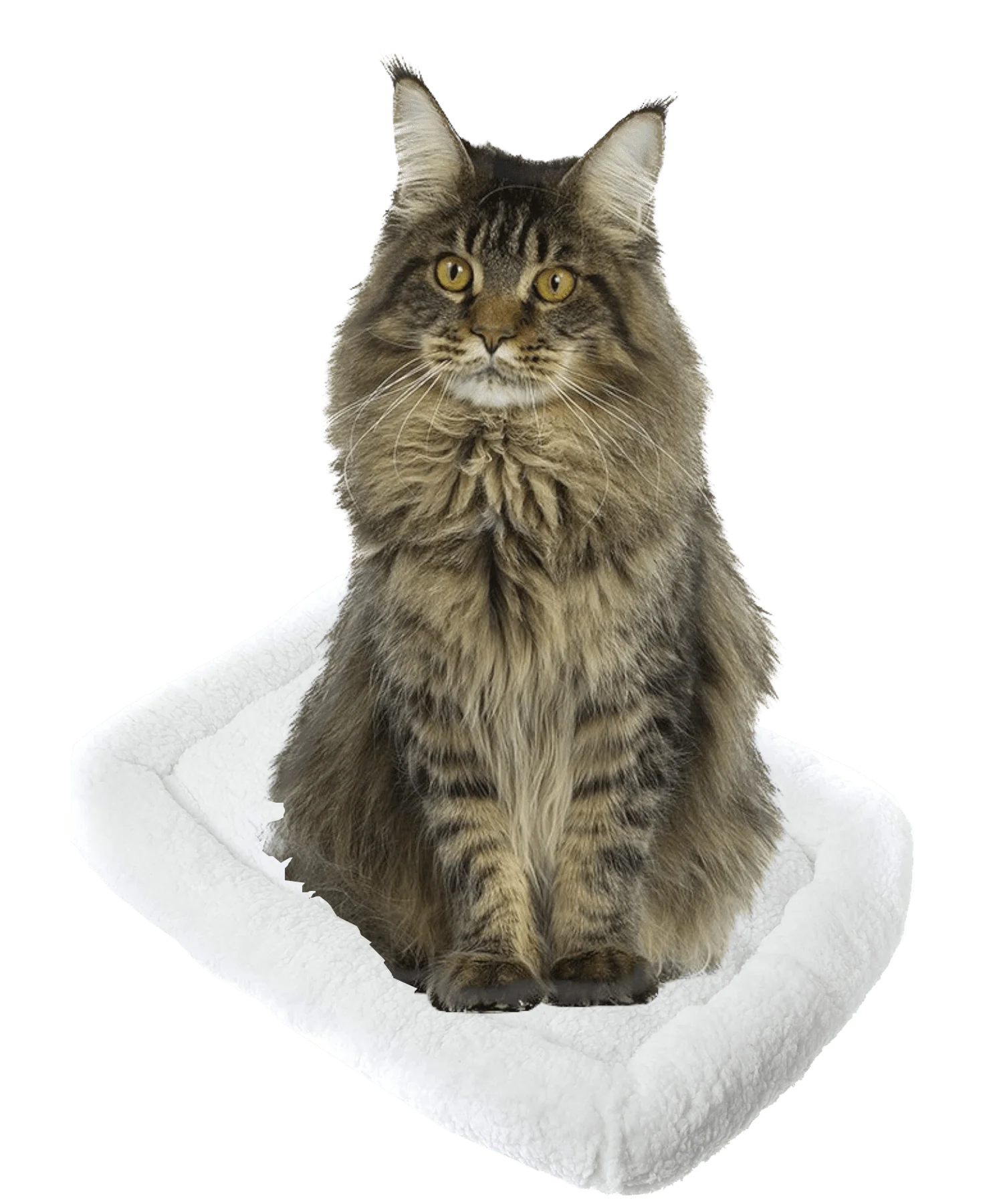 Pet Beds (Cats or other household creatures) - Image 12