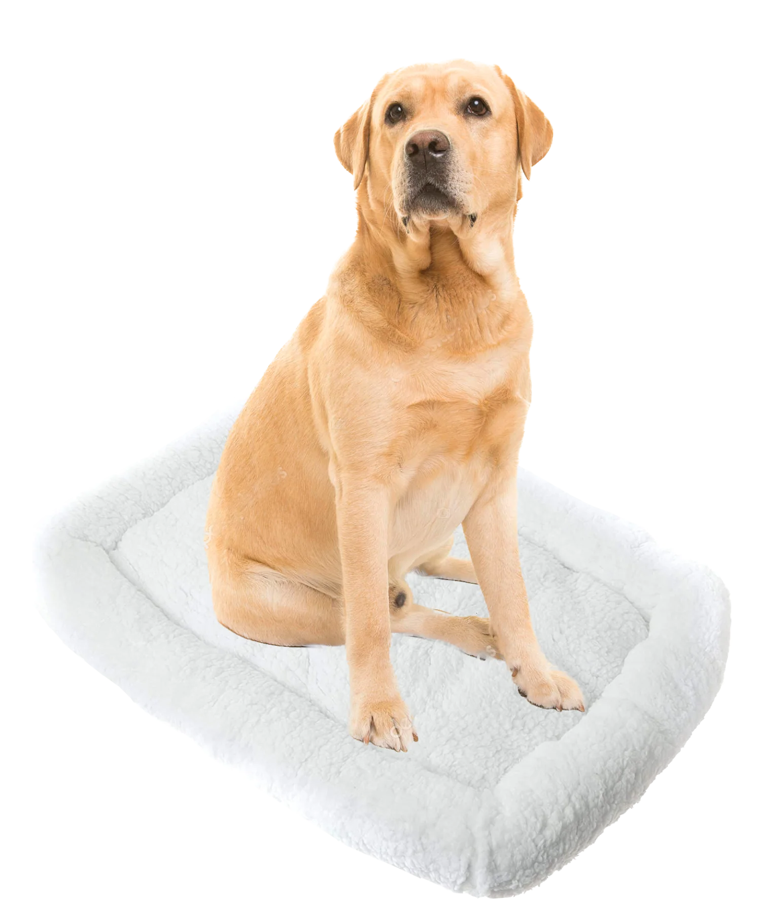 Pet Beds (Cats or other household creatures) - Image 14